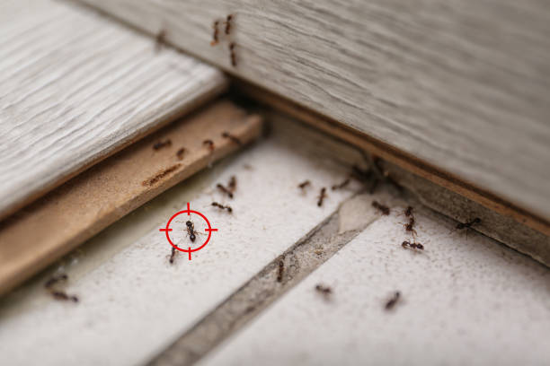 Best Local Pest Control Services  in Lewistown, MT