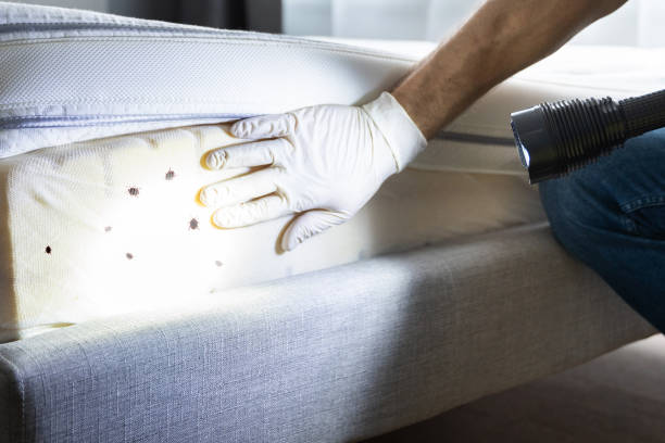 Best Local Pest Control Services  in Lewistown, MT