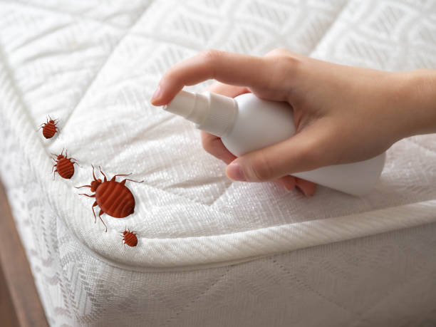 Best Ant Control Services  in Lewistown, MT