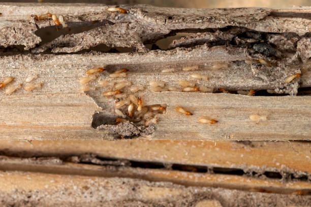 Best Residential Pest Control  in Lewistown, MT