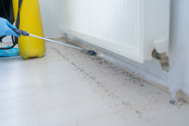 Best Pest Control Near Me in Lewistown, MT